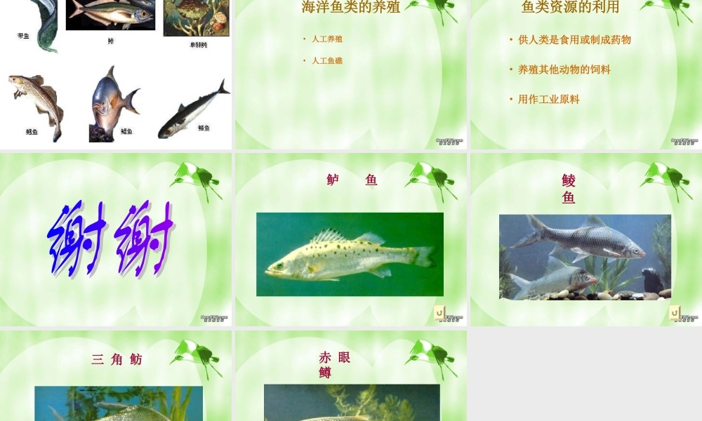 八年级生物上册 鱼类资源及利用 课件