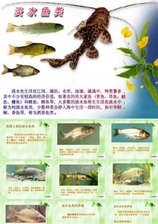 八年级生物上册 鱼类资源及利用 课件