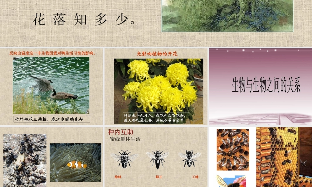 八年级生物 第二学期(试验本)第5章第二节 生物与环境 生物与生物间的关系课件 上海版 课件