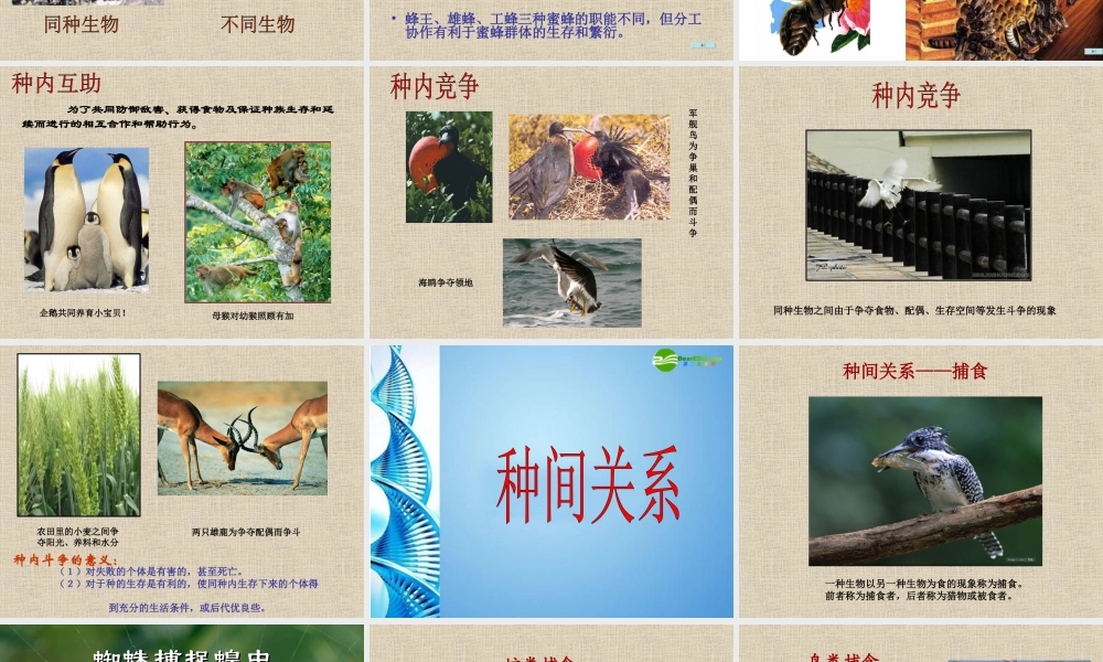 八年级生物 第二学期(试验本)第5章第二节 生物与环境 生物与生物间的关系课件 上海版 课件