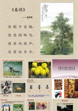 八年级生物 第二学期(试验本)第5章第二节 生物与环境 生物与生物间的关系课件 上海版 课件