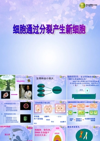 中学七年级生物上册(2.2.1 细胞通过分裂产生新细胞)课件 新人教版 课件