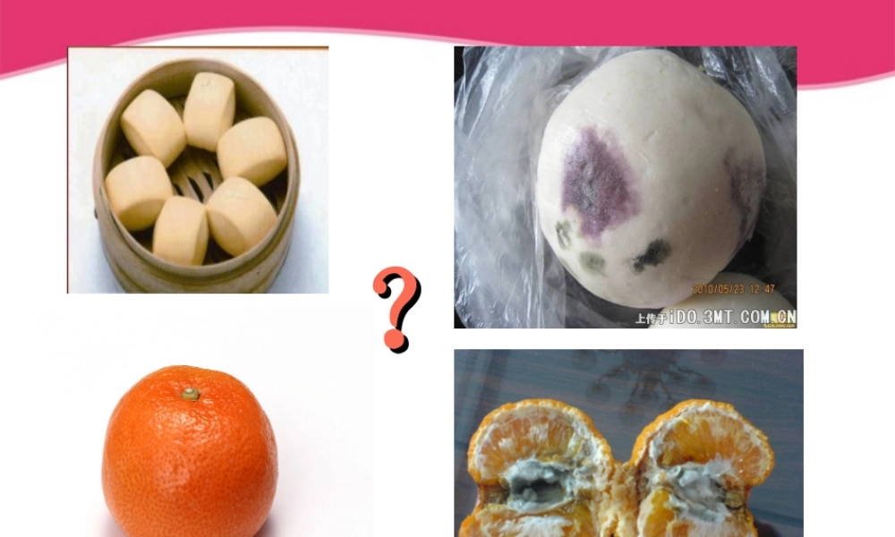 八年级生物上册 真菌的控制和利用课件 冀教版 课件