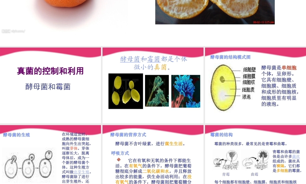 八年级生物上册 真菌的控制和利用课件 冀教版 课件