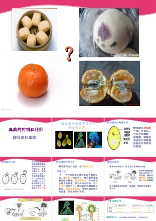 八年级生物上册 真菌的控制和利用课件 冀教版 课件