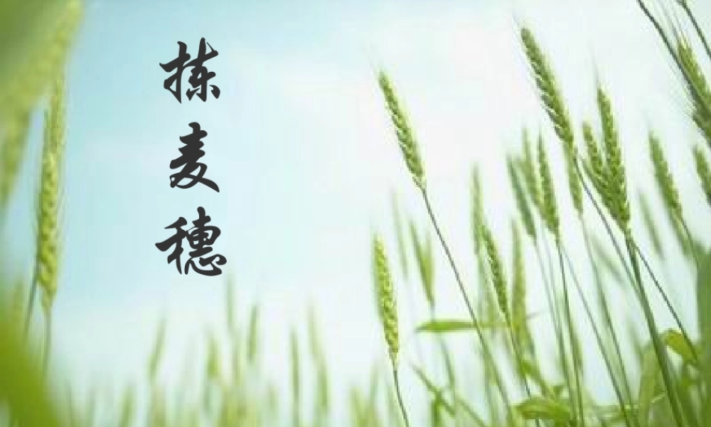 七年级语文上册 第7课(拣麦穗)课件 冀教版 课件