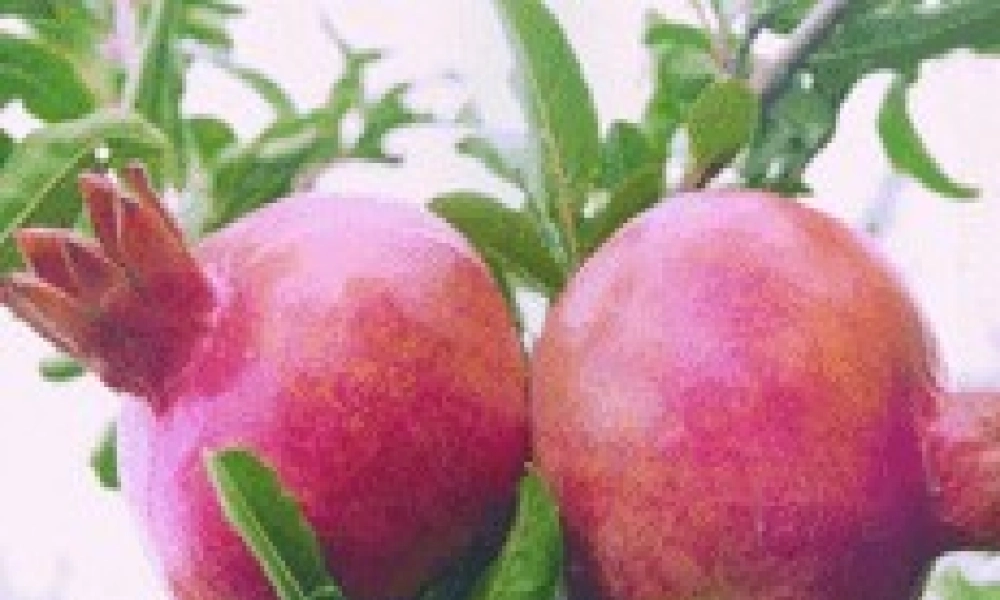 八年级语文下册石榴3课件苏教版 课件