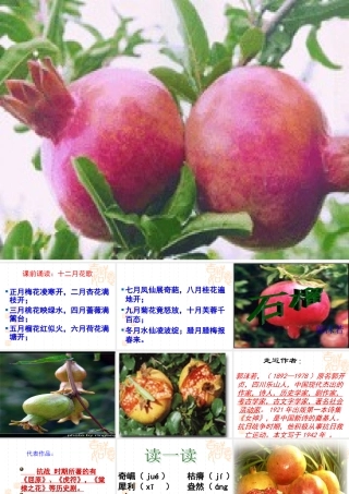 八年级语文下册石榴3课件苏教版 课件