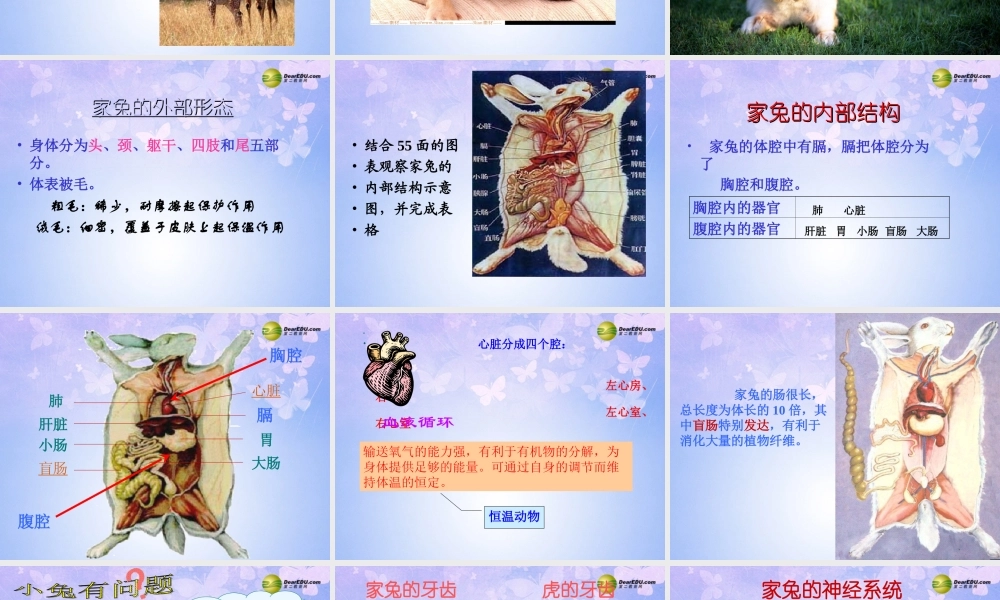 八年级生物上册 第五单元 1.7 哺乳动物课件 (新版)新人教版 课件