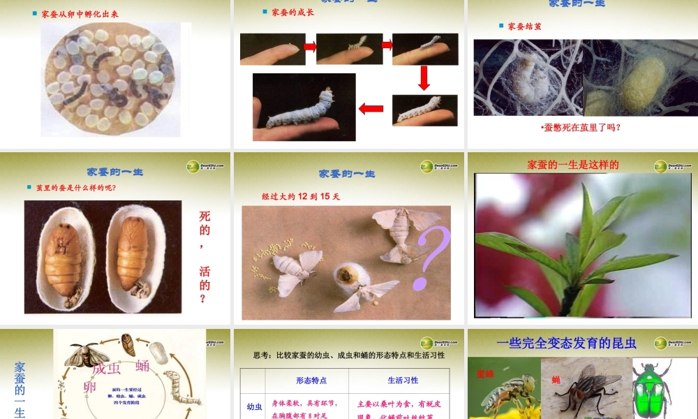 分校八年级生物上册(第19章 第2节 动物的生殖和发育)课件 北师大版 课件