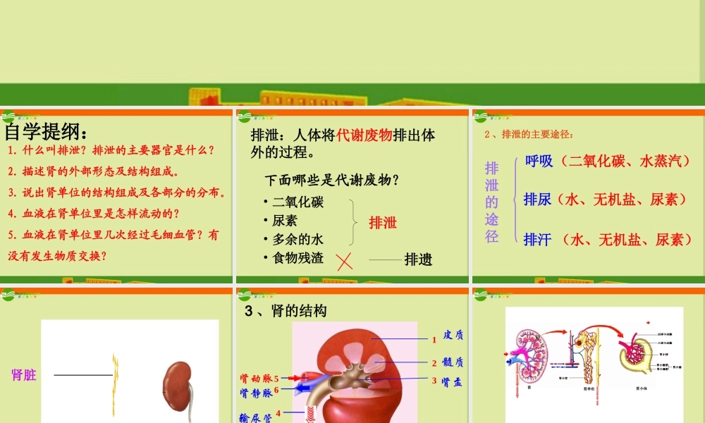 七年级生物下册 第一节(尿的形成与排出)课件