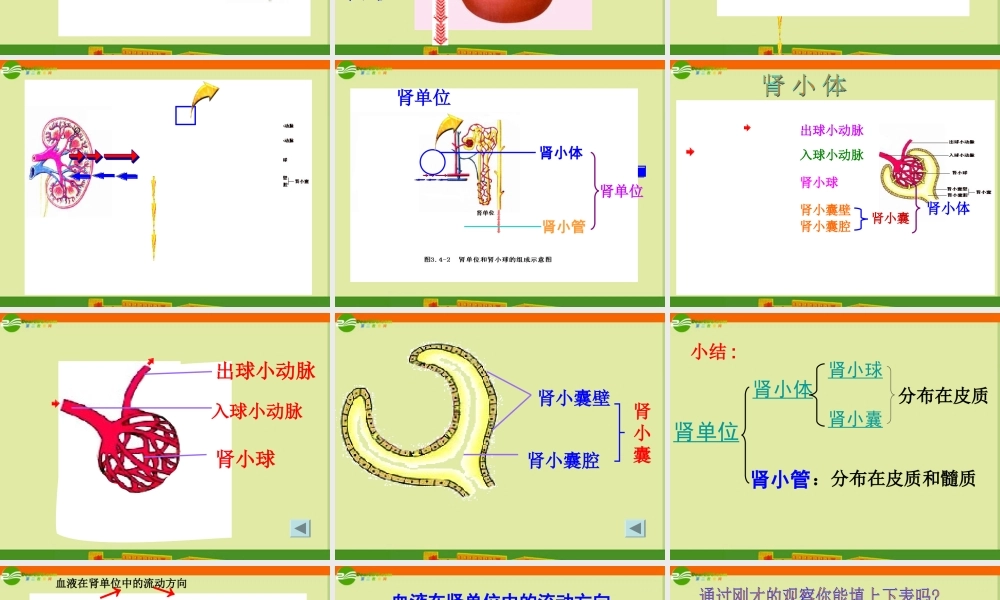 七年级生物下册 第一节(尿的形成与排出)课件