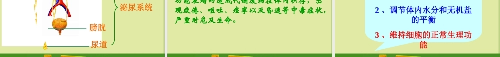 七年级生物下册 第一节(尿的形成与排出)课件
