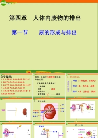七年级生物下册 第一节(尿的形成与排出)课件