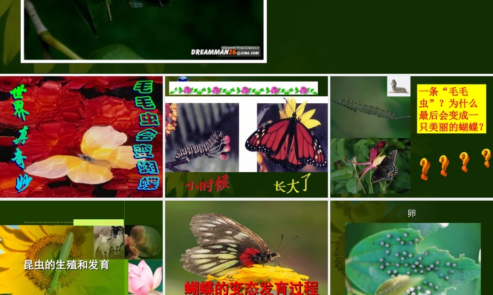 八年级生物昆虫的生殖和发育课件