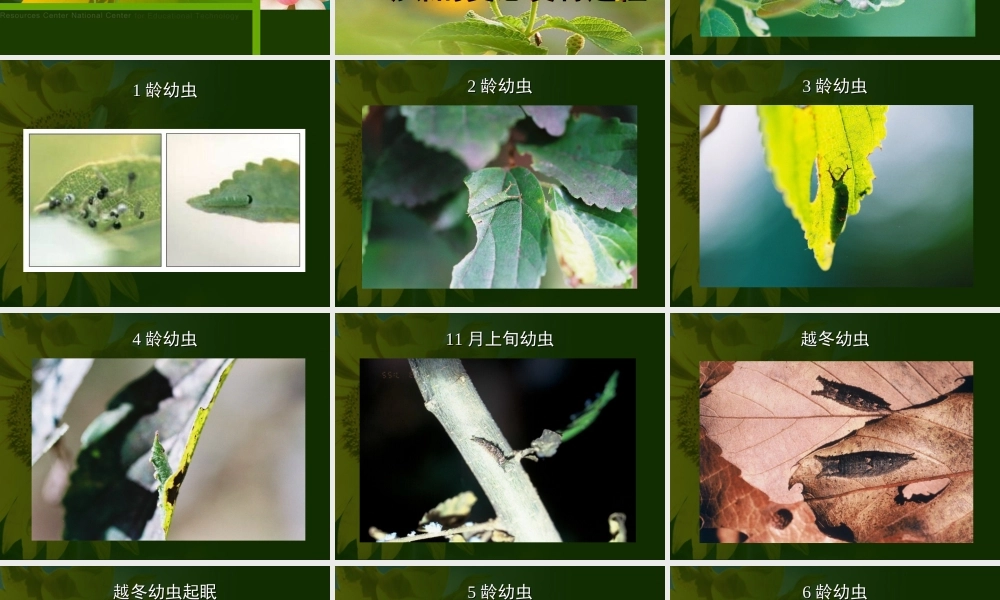 八年级生物昆虫的生殖和发育课件