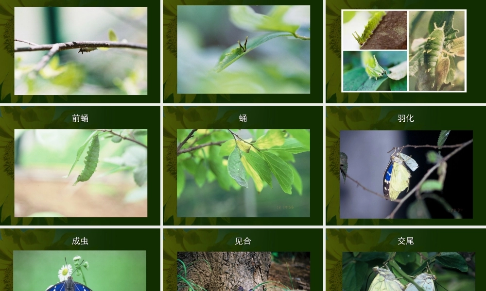 八年级生物昆虫的生殖和发育课件