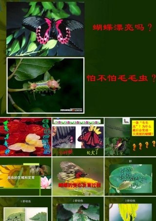 八年级生物昆虫的生殖和发育课件