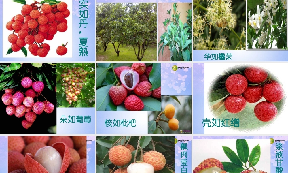 八年级语文下册 荔枝图序教学课件 北师大版 课件