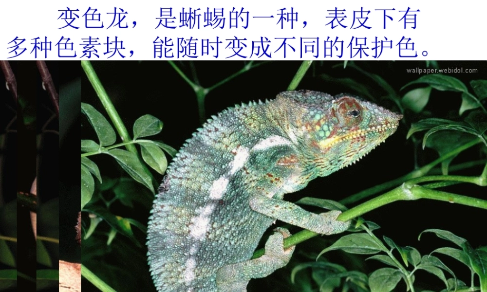 八年级语文下册 课堂教学资料 第19课(变色龙)课件 苏教版 课件