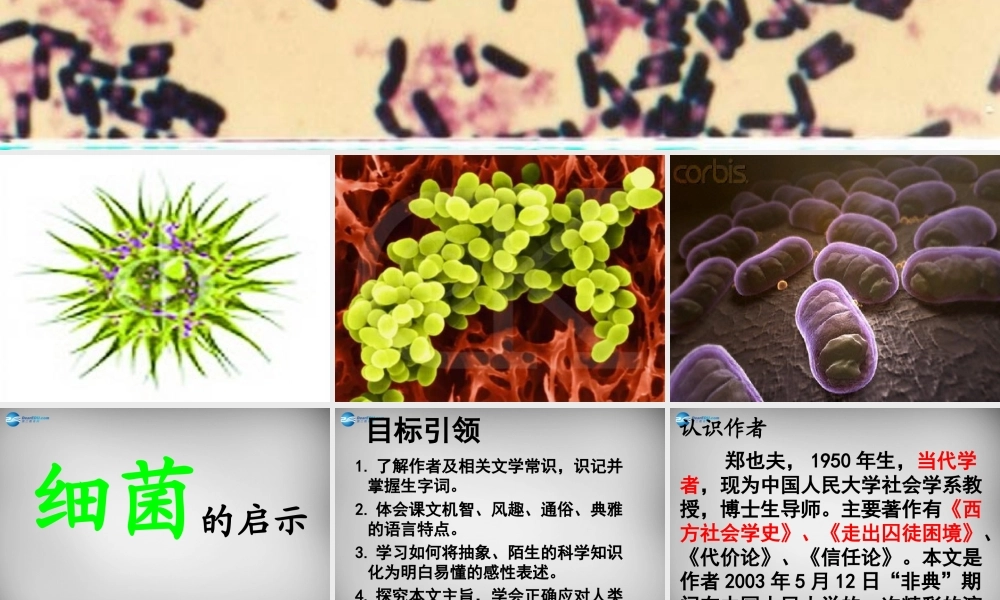 八年级语文下册 3 细菌的启示课件1 (新版)北师大版 课件