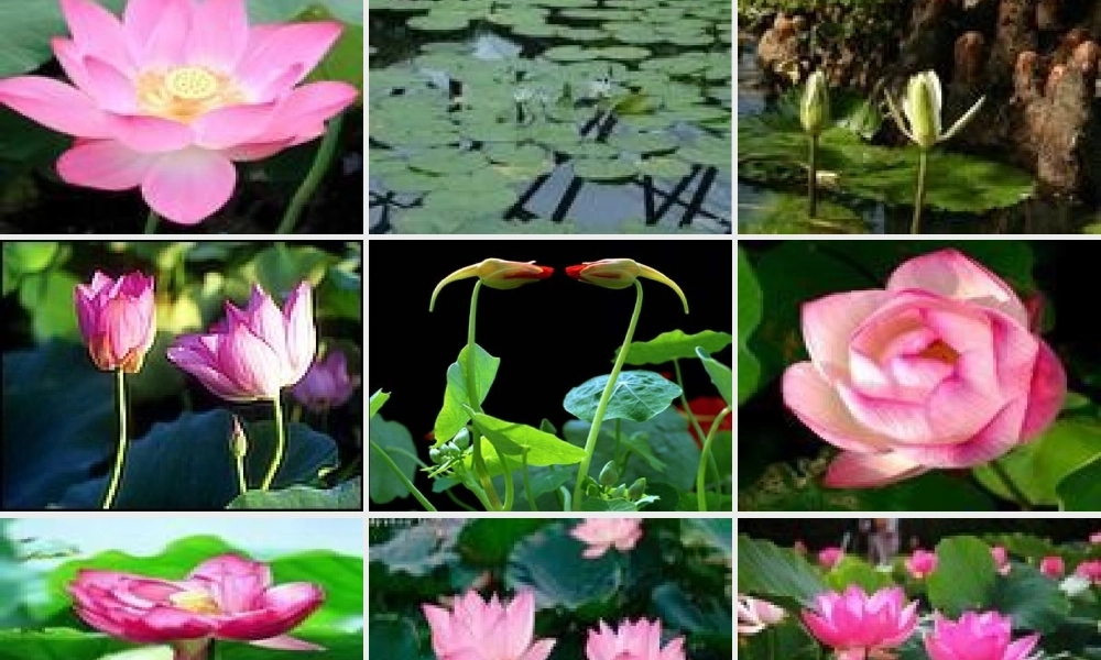 八年级语文下册第五单元第10课：(芙蕖)课件 北师大版 课件