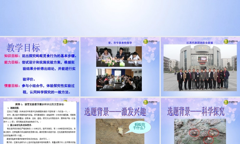 八年级生物上册 蚂蚁的觅食行为课件 苏科版 课件