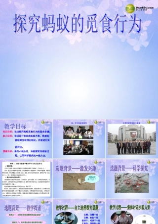 八年级生物上册 蚂蚁的觅食行为课件 苏科版 课件