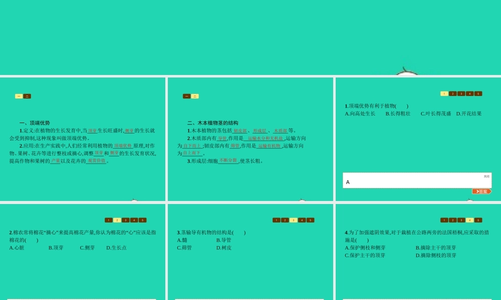 八年级生物上册 第四单元 第一章 第六节 芽的类型和发育(第2课时 顶端优势和茎的结构)课件 (新版)济南版 课件