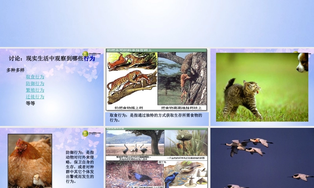 八年级生物上册 先天性行为和学习行为课件 新人教版 课件