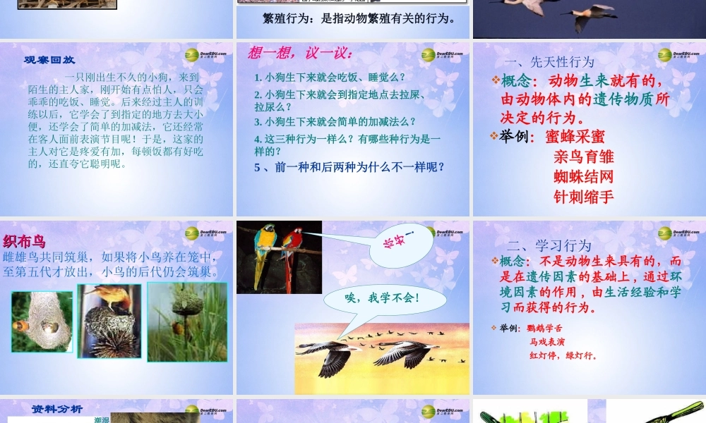 八年级生物上册 先天性行为和学习行为课件 新人教版 课件