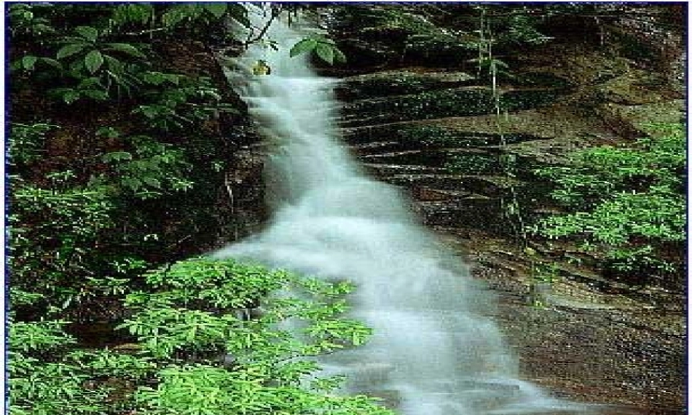 九年级语文下册 第三单元(那树)复习课件 人教新课标版 课件