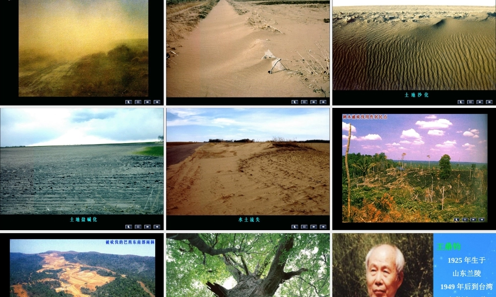 九年级语文下册 第三单元(那树)复习课件 人教新课标版 课件