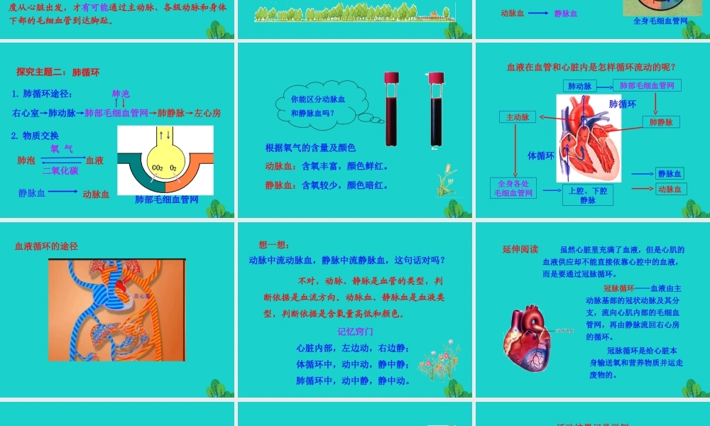 七年级生物下册 4.4.3 输送血液的泵 心脏课件 七年级生物下册 4.4.3 输送血液的泵 心脏课件+素材(新版)新人教版-2