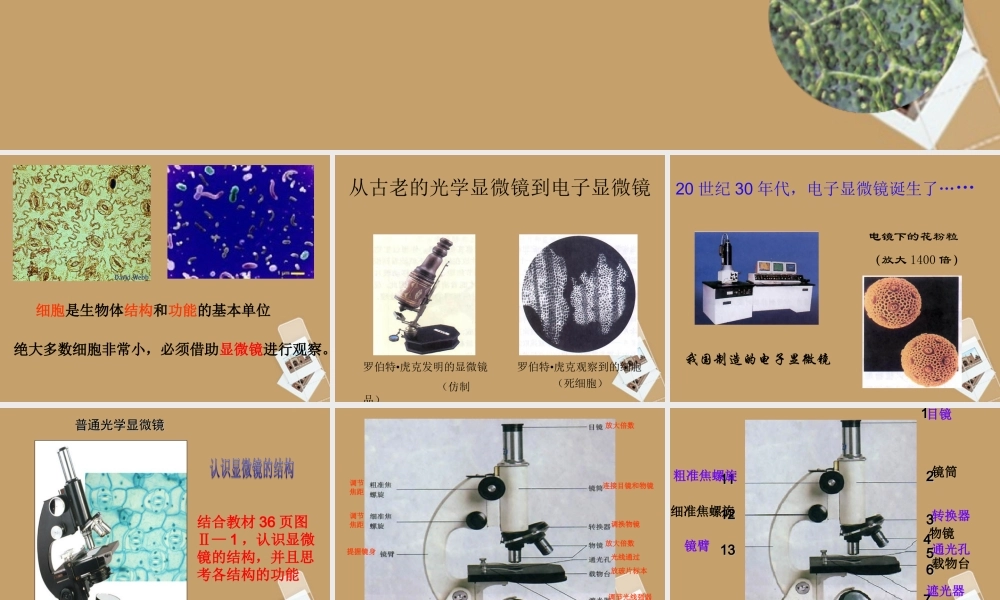 七年级生物 练习使用显微镜课件 人教新课标版 课件