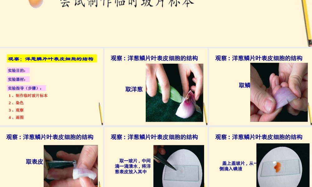七年级生物上册(植物细胞的结构和功能)课件 苏教版 课件