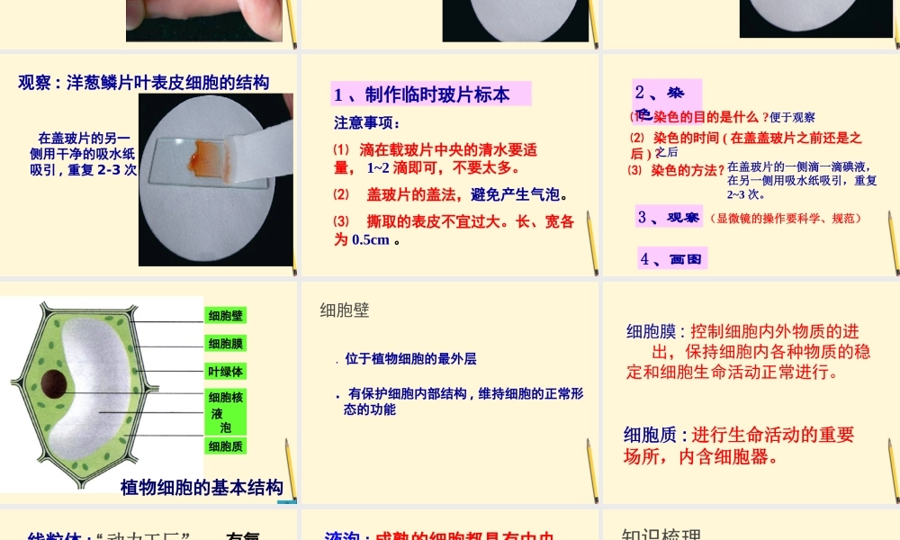 七年级生物上册(植物细胞的结构和功能)课件 苏教版 课件