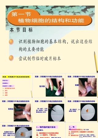 七年级生物上册(植物细胞的结构和功能)课件 苏教版 课件