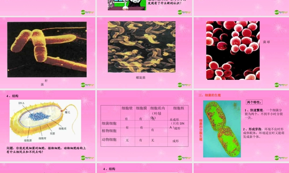 八年级生物上册 生物细菌1课件 人教版 课件