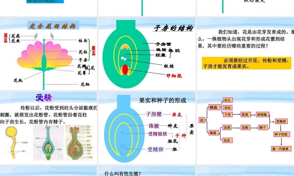 八年级生物下册 植物的生殖和发育课件 人教新课标版 课件