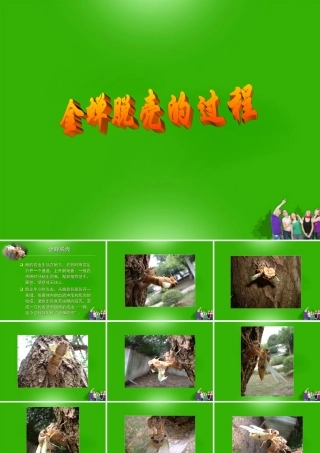 八年级生物下册 金蝉脱壳的过程课件 人教新课标版 课件