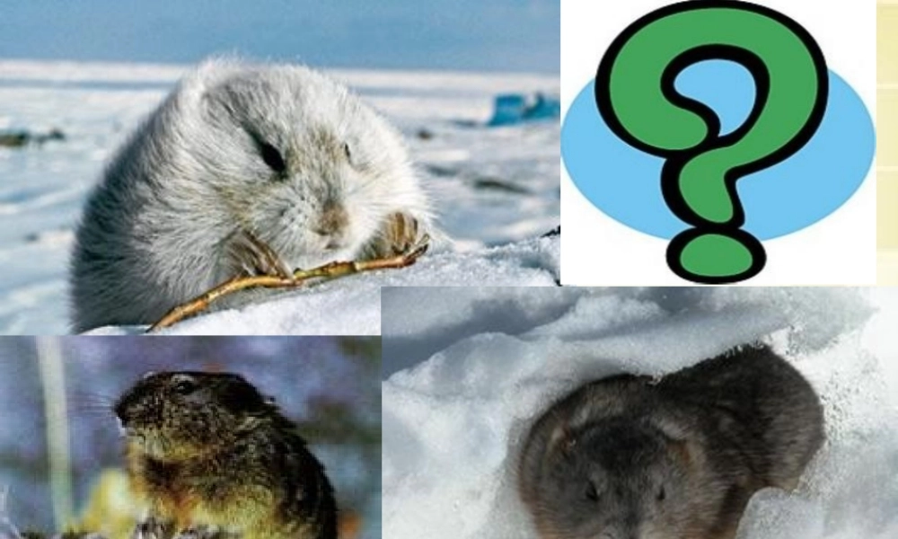 八年级语文下册 第三单元 第13课(旅鼠之谜)课件 (新版)新人教版 课件