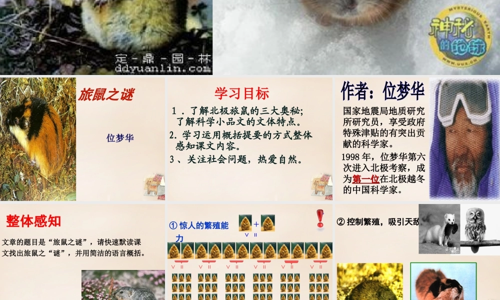 八年级语文下册 第三单元 第13课(旅鼠之谜)课件 (新版)新人教版 课件