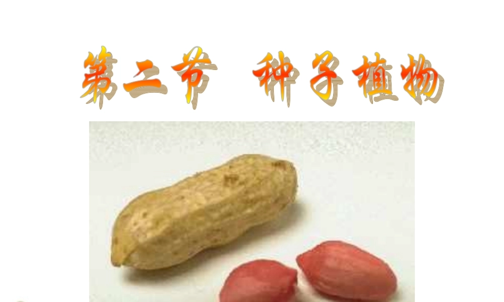 七年级生物上册 种子植物课件 人教新课标版 课件