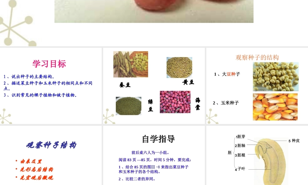 七年级生物上册 种子植物课件 人教新课标版 课件