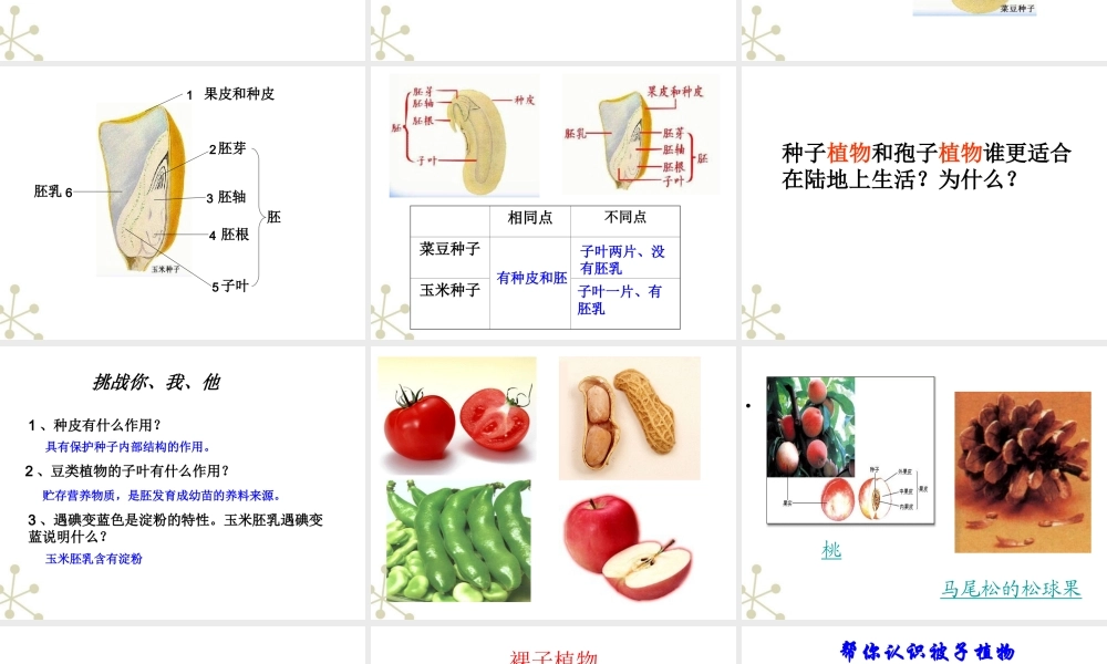 七年级生物上册 种子植物课件 人教新课标版 课件