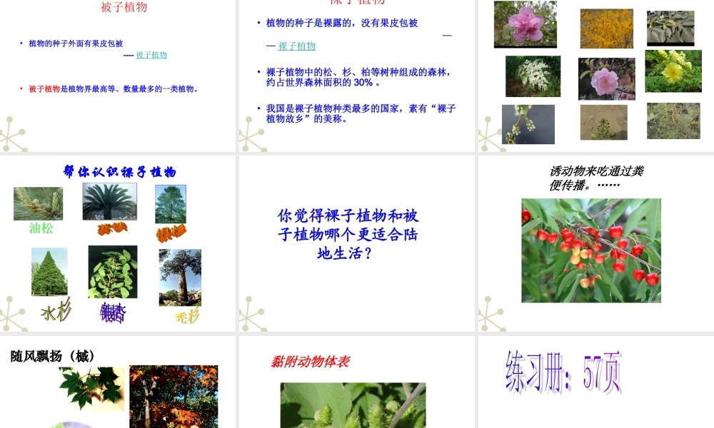 七年级生物上册 种子植物课件 人教新课标版 课件