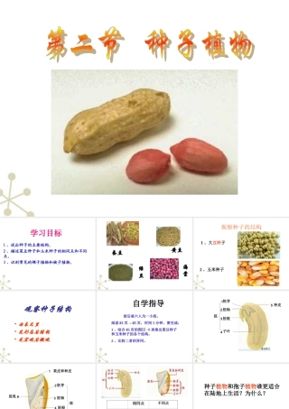 七年级生物上册 种子植物课件 人教新课标版 课件