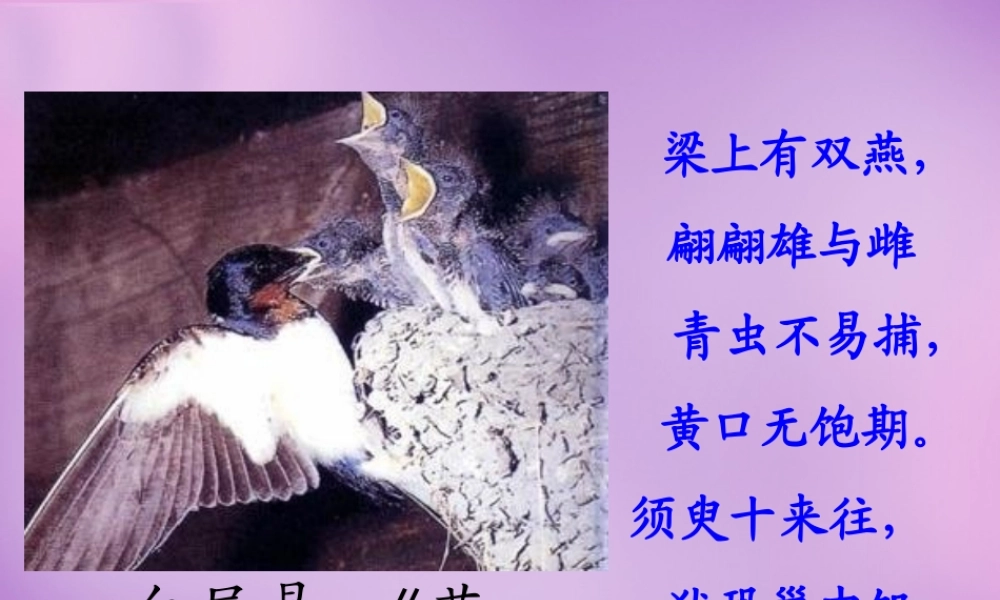 八年级生物下册 第七单元 第一章 第四节 鸟的生殖和发育课件 新人教版 课件