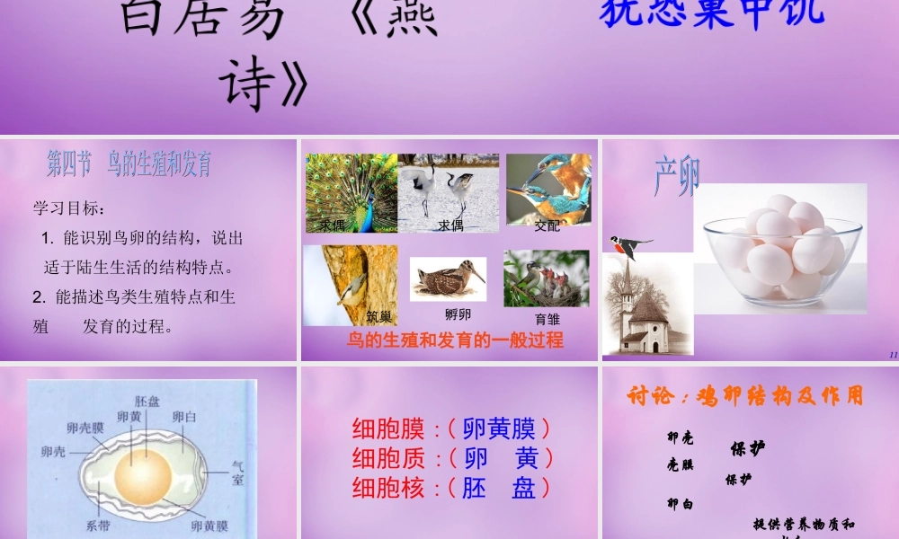 八年级生物下册 第七单元 第一章 第四节 鸟的生殖和发育课件 新人教版 课件